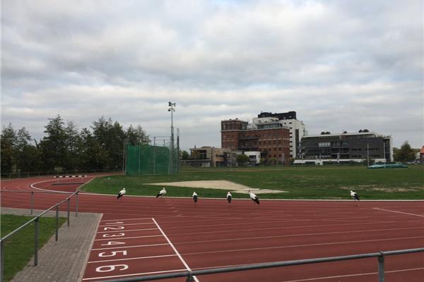 Aanleg kunststof atletiekpiste in vol PU - Sportinfrabouw NV